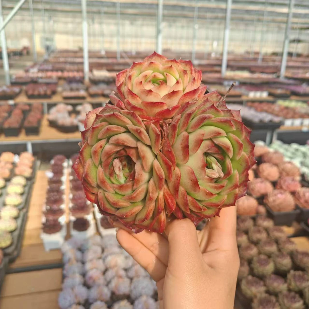 13#郁金香多肉植物 前男友精品多肉