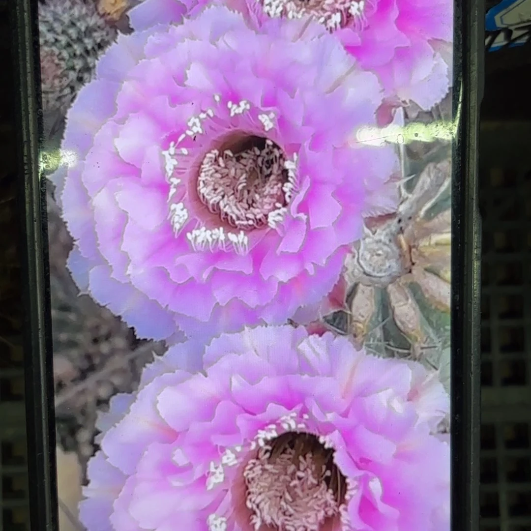 桃花落彩侧牙20包邮仙人球21