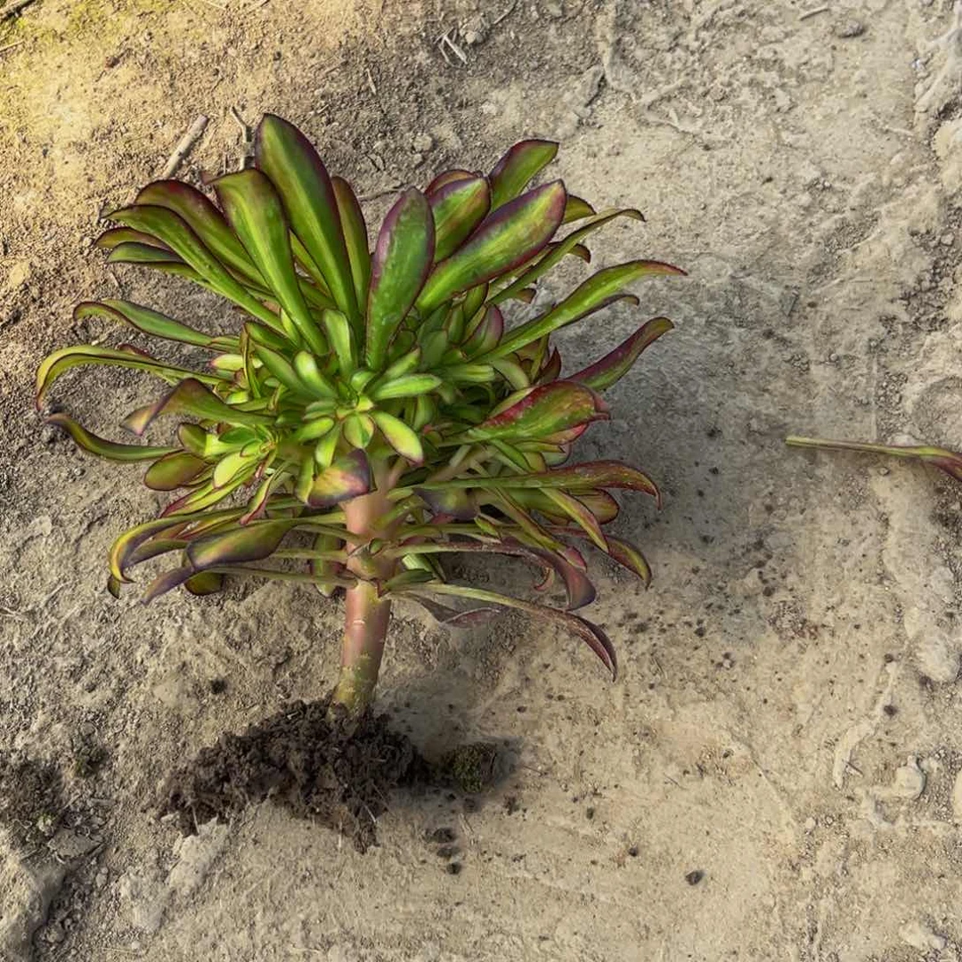 魅力锦多肉植物捧花的