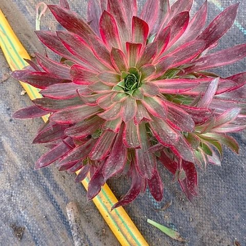 162孔雀锦多肉植物