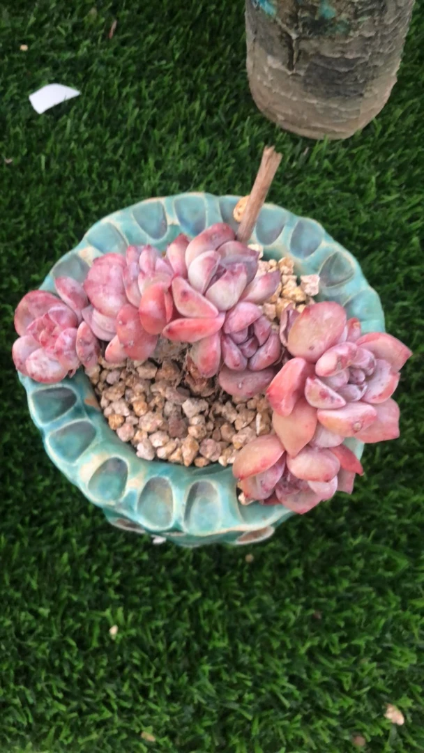 思思专拍星影多肉