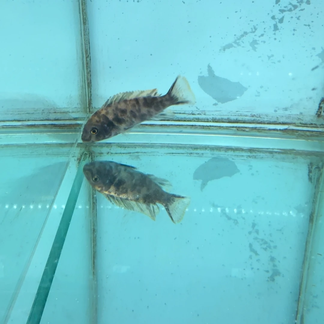 慈鲷果酱猫604。