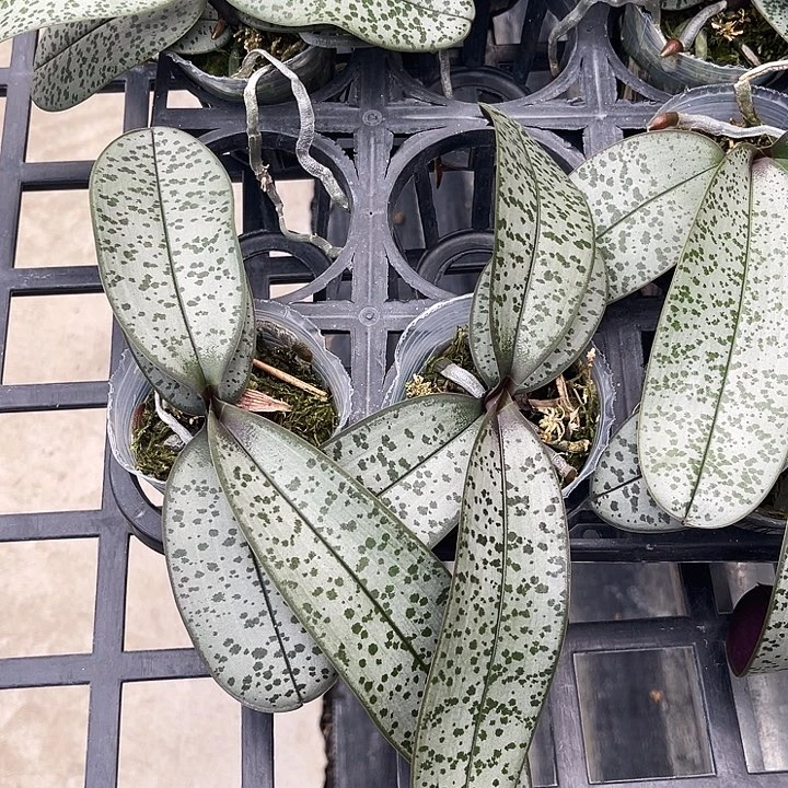 当前无花栽培后可以开花一颗发货