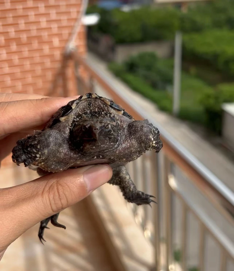 纯佛活体观赏可深水宠物龟