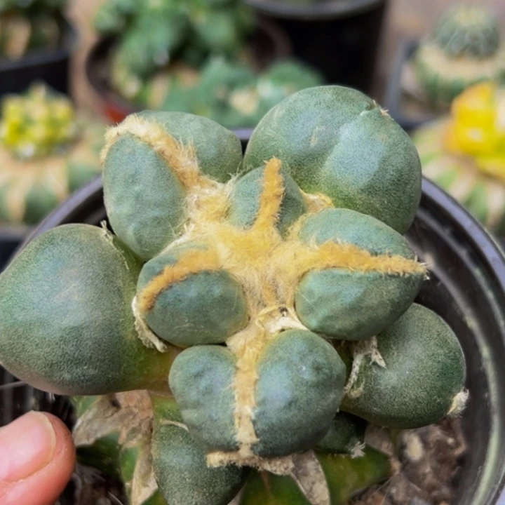 无花朵光面大尤蛋尤怒牡丹020