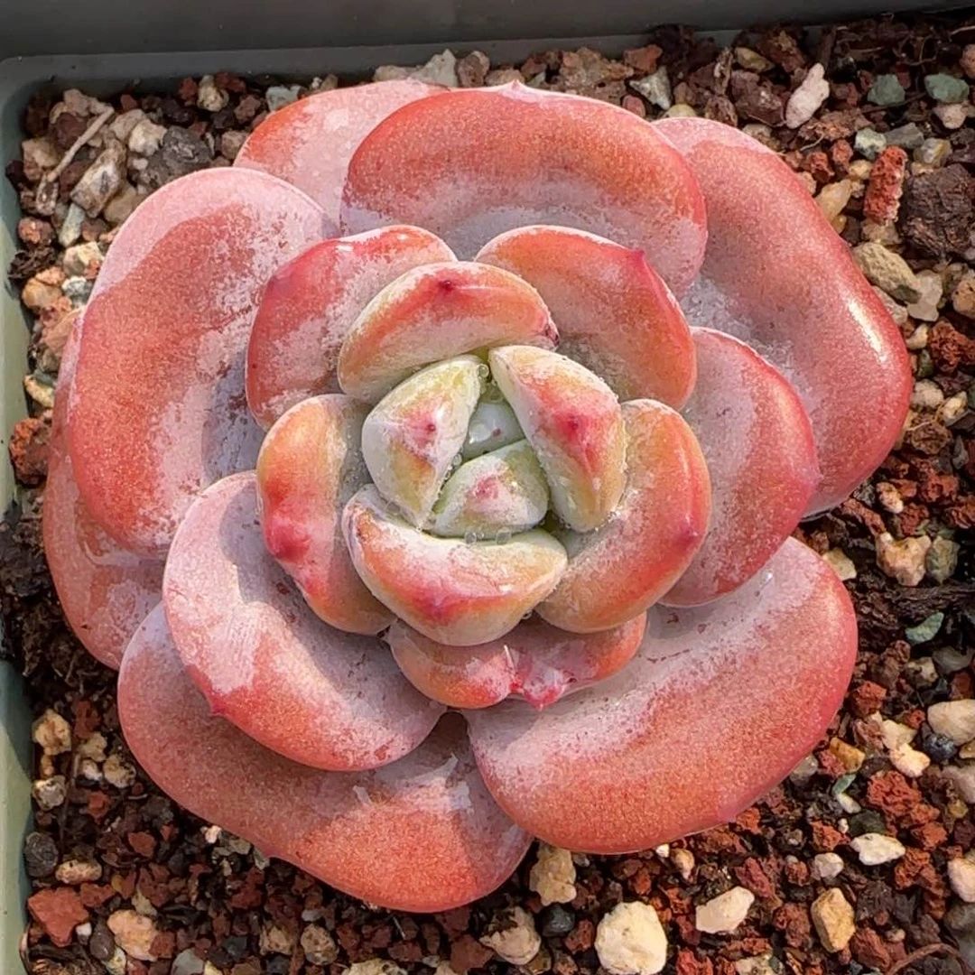 从前慢花园精选多肉小奶茶