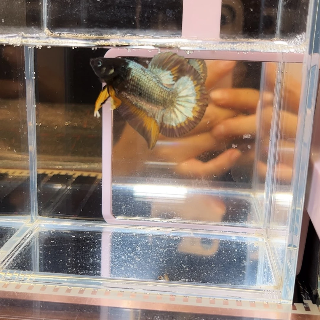 海水鱼宙斯12-10竞拍精品之夜