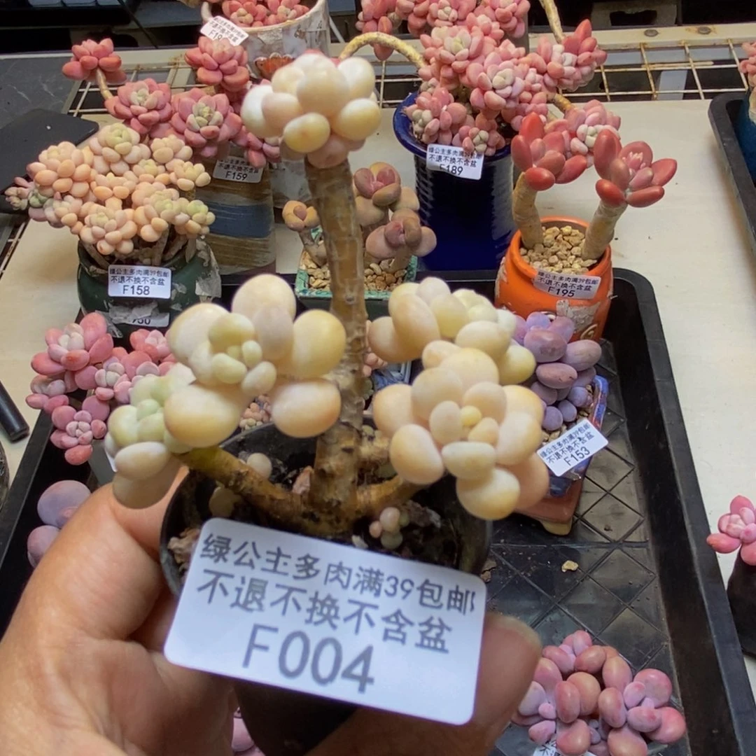 004鱼子酱多肉3c m