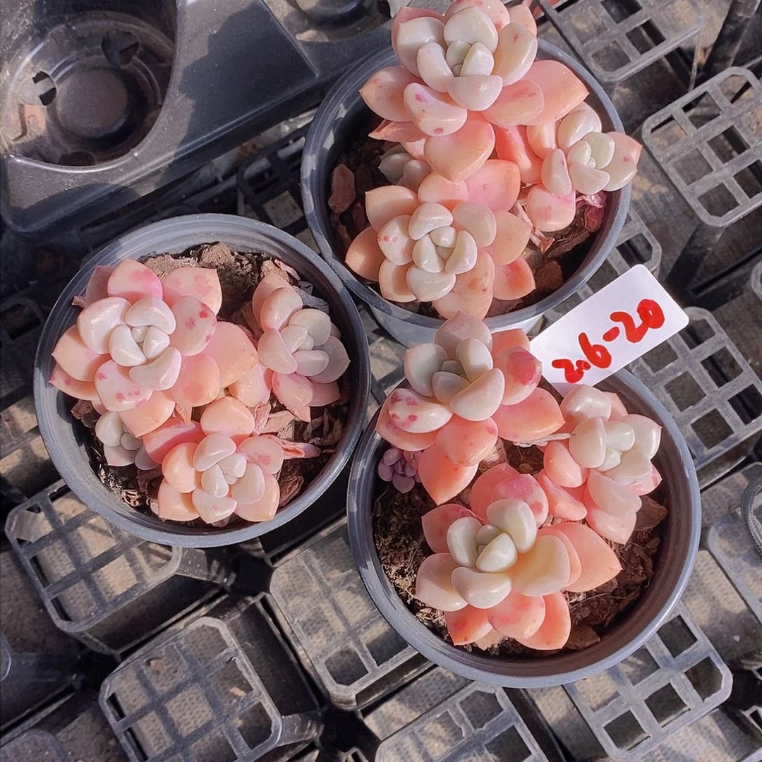 2.6-20-老桩花斑鹿福利一颗 量拍