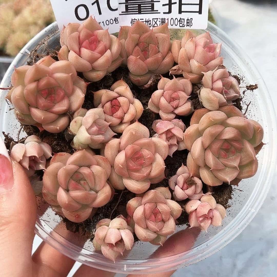 贰月园艺量拍010