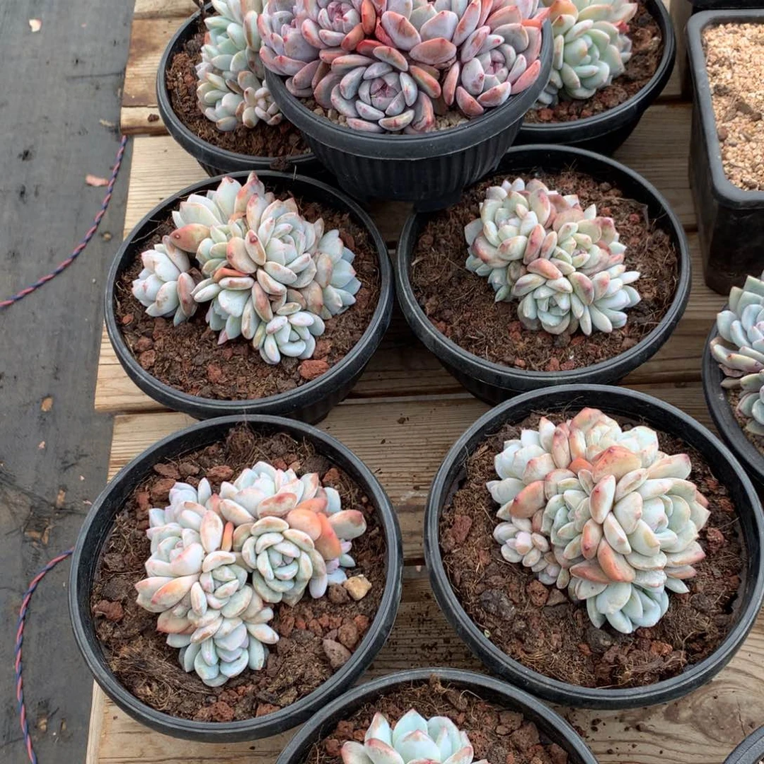 石榴汁星影7头起，2颗，随机，售后范围，签收起7天内