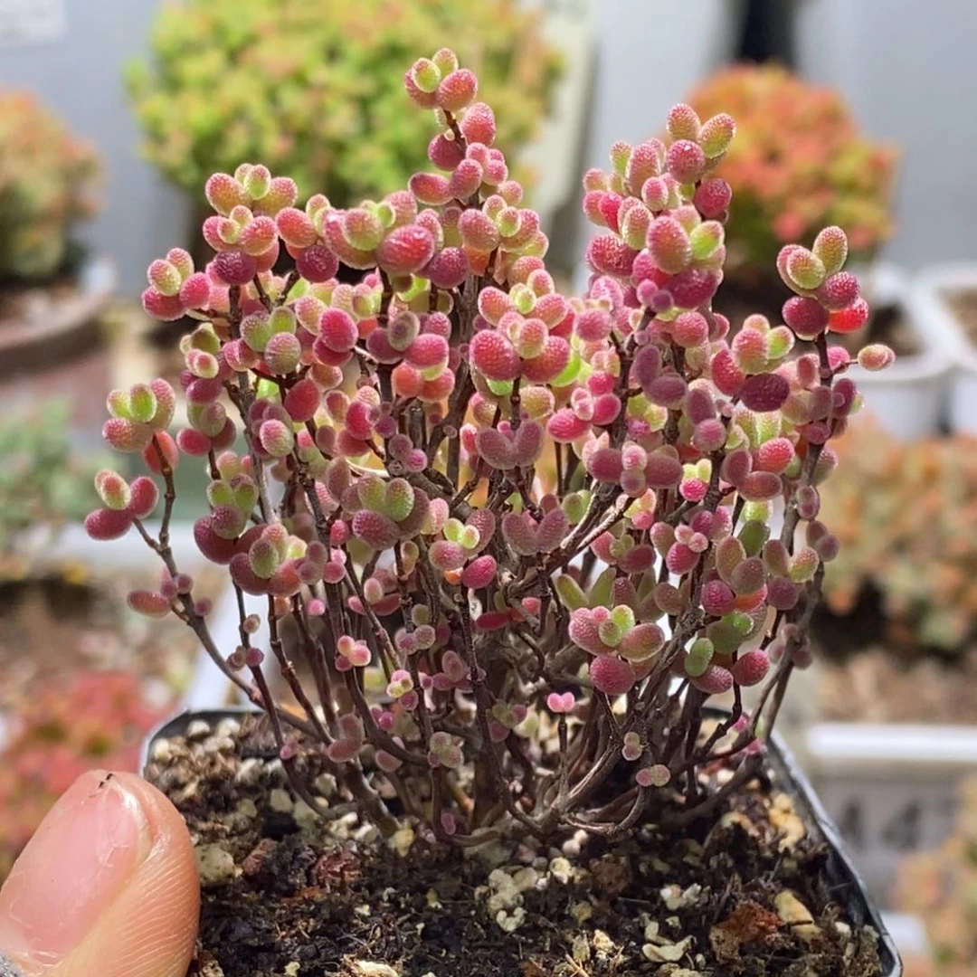 蜜桔糖球开播福利A700