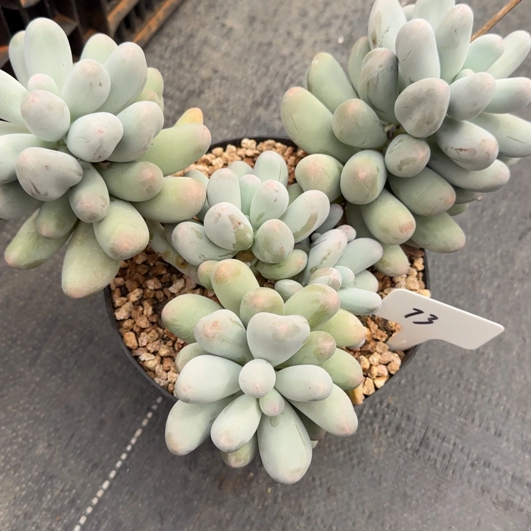 一物一拍米可奶大群73