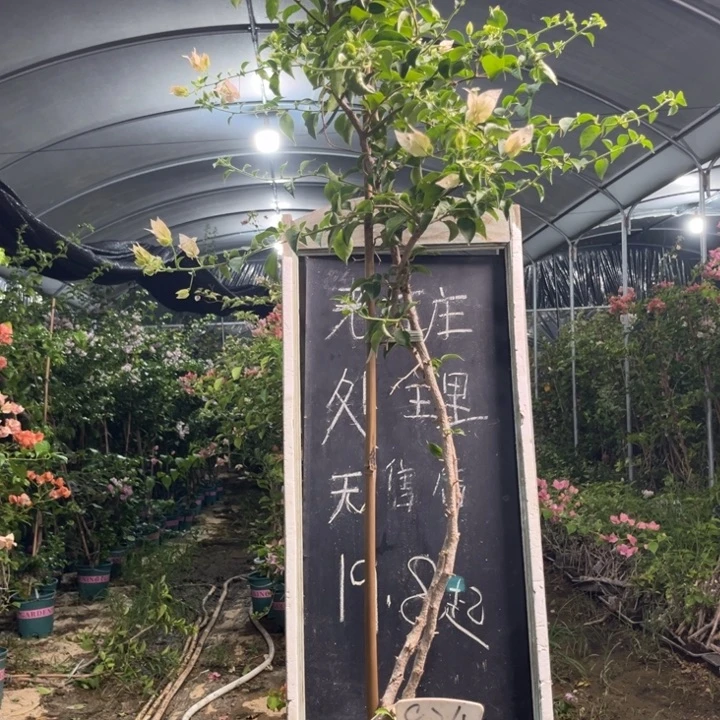 无花朵三角梅三角梅824