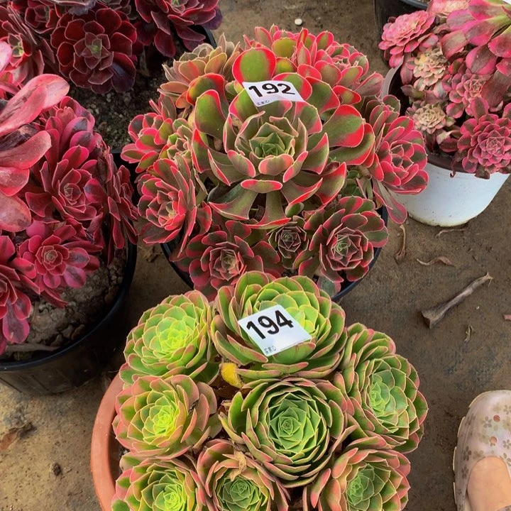 192粉女郎194奶白锦。