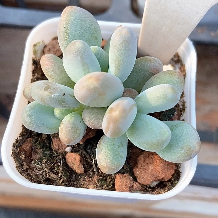多肉植物企鹅619