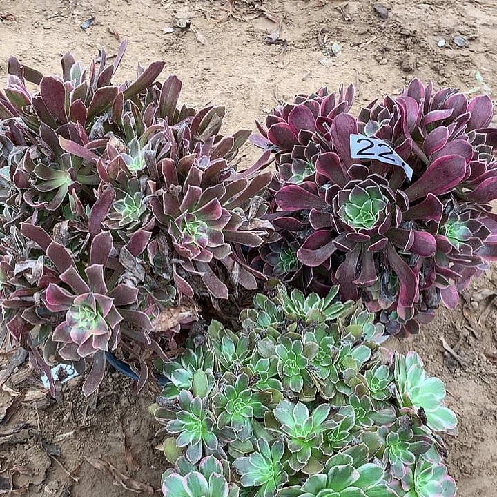 无花朵227三颗多肉植物组合
