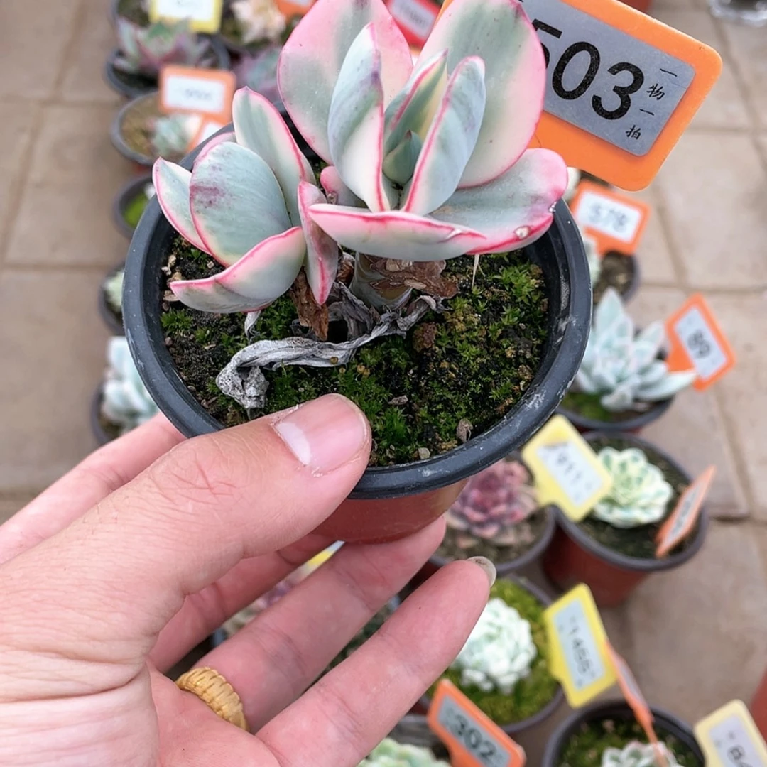 【闪购商品】简***?503号