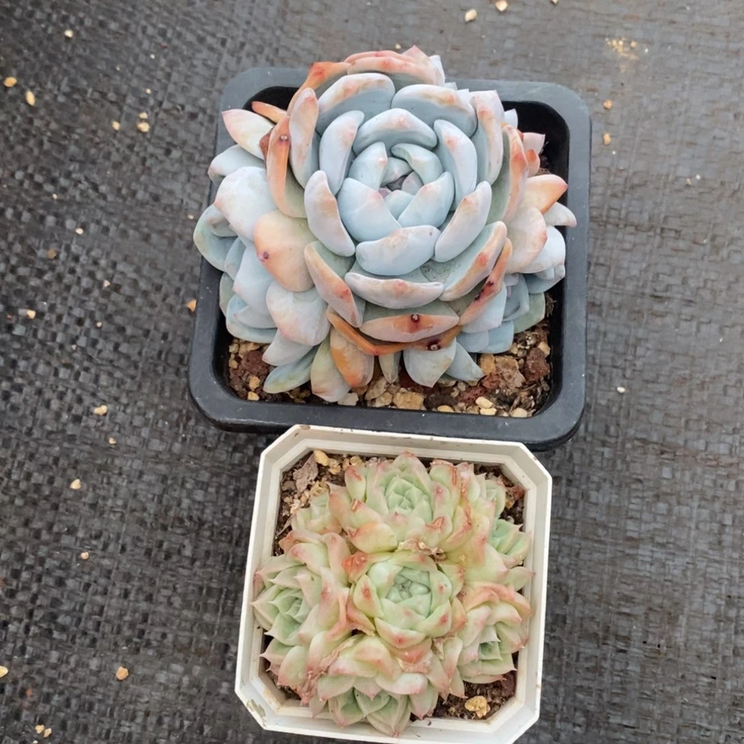 幕*两颗多肉一物一拍