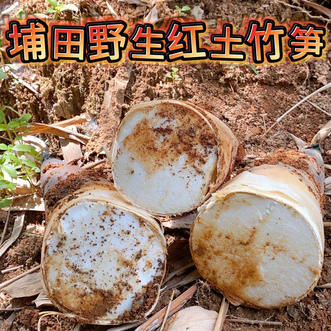 揭阳埔田特产新鲜现挖竹笋红土麻竹笋野生大头笋甜笋农家生态直销