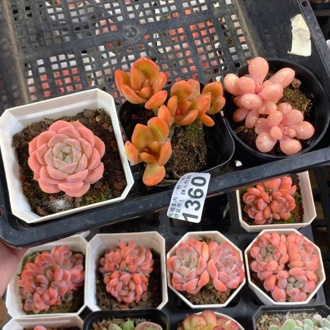 ╰***╮5厘米盆精控多肉1360