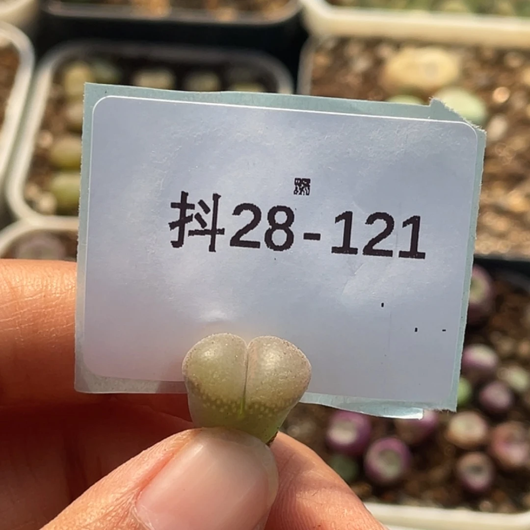 水*冻28-121肉锥多肉植物