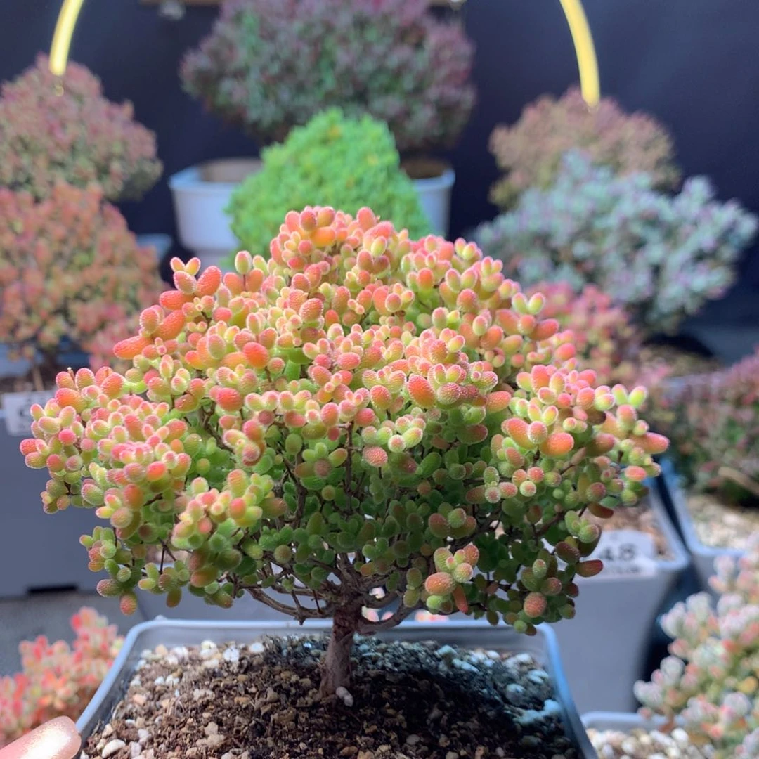 c722蜜橘糖球枝干番杏