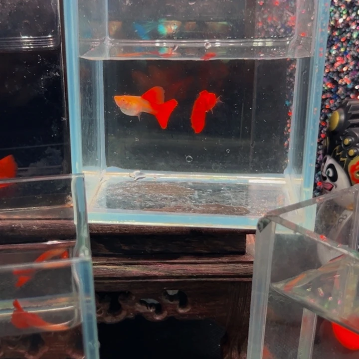 孔雀鱼血红一对包邮