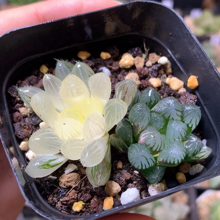 玉露锦巨大赤线冰灯