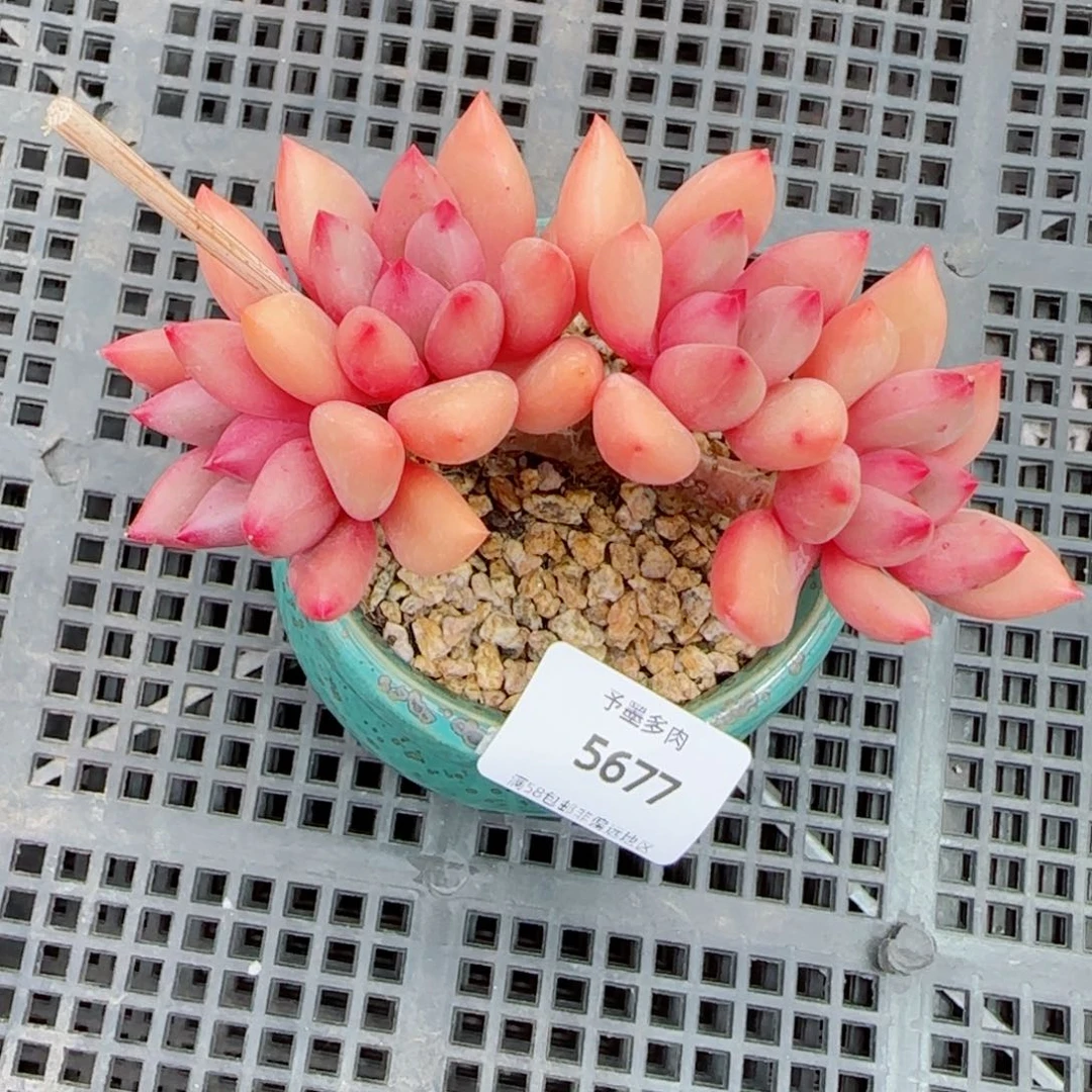 桃花源朵缀，5677多肉植物