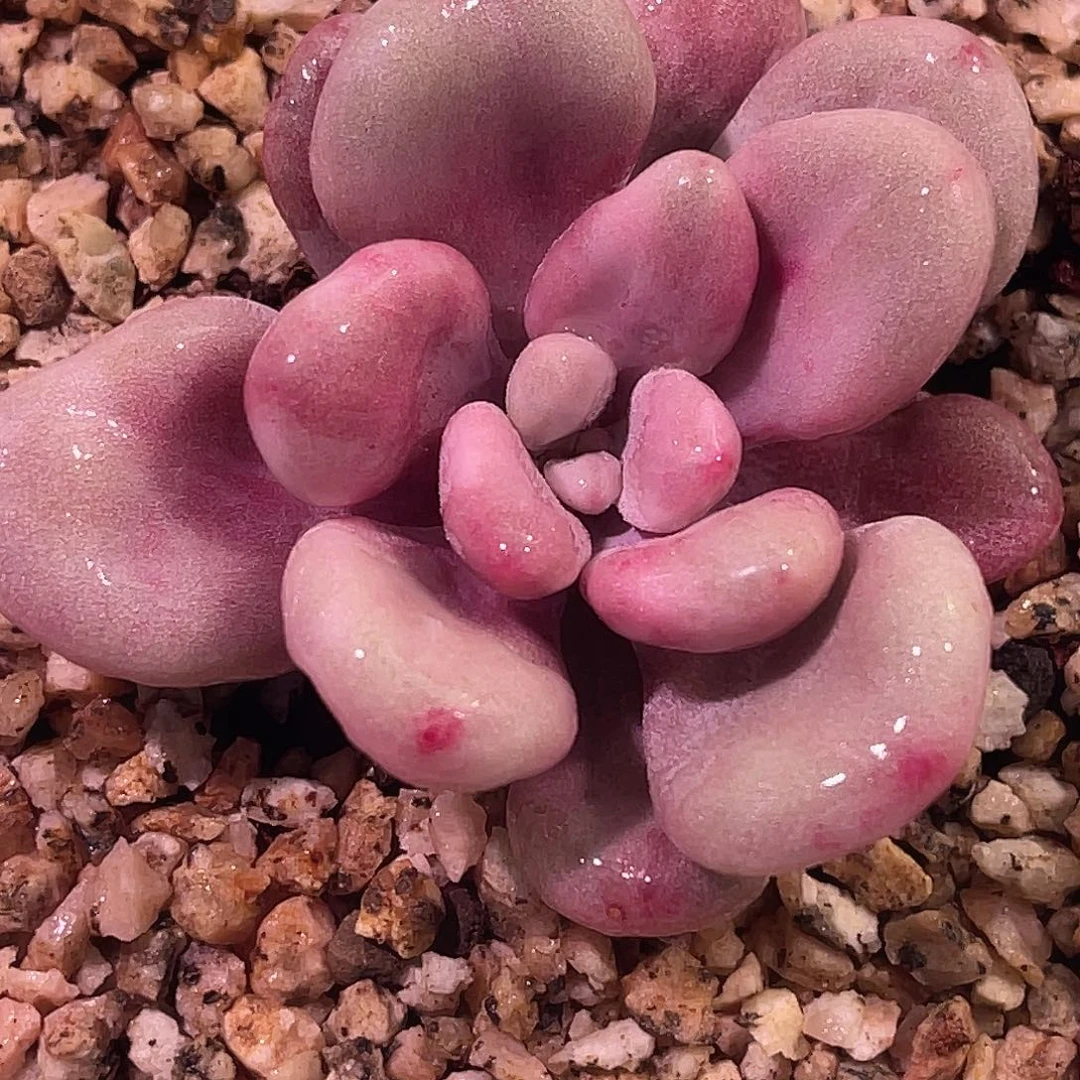 尚品园艺福利锦桃蛋锦头盖