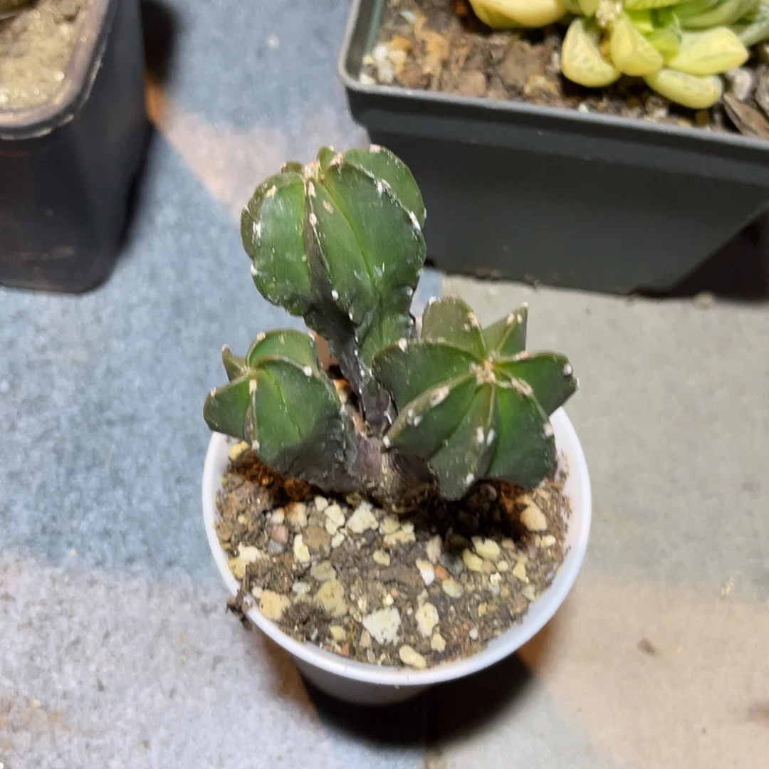 实生三头鸾凤玉一物一拍