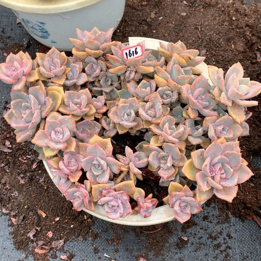 彩虹糖1616晓晓一物一拍