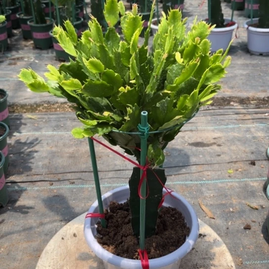 用***7当前无花栽培后可以开花