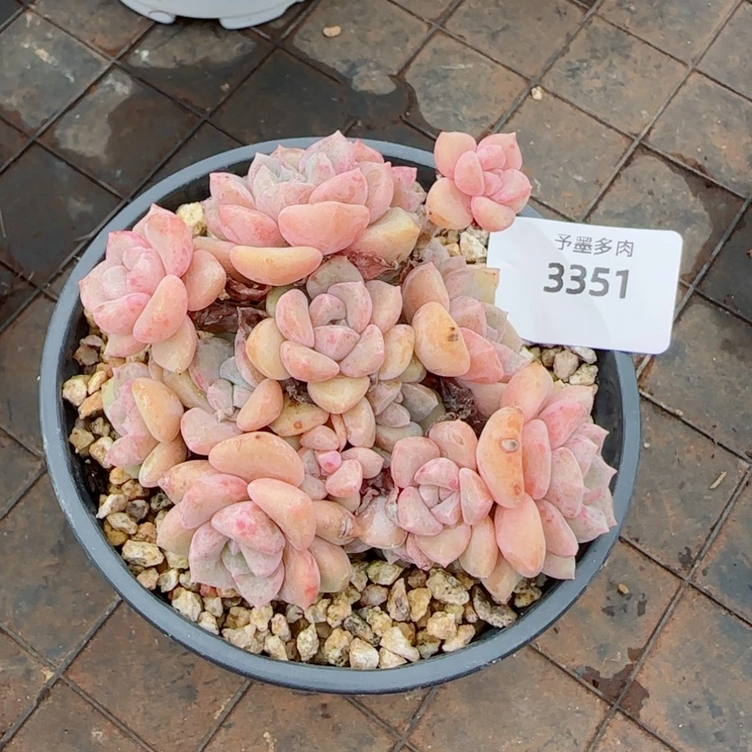 千山雪，3351多肉植物