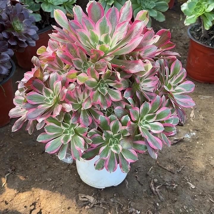 多肉植物夜萝刹19