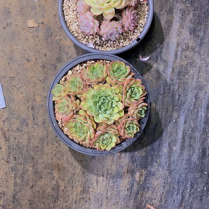 薇***薇绿龙水晶多肉植物老桩