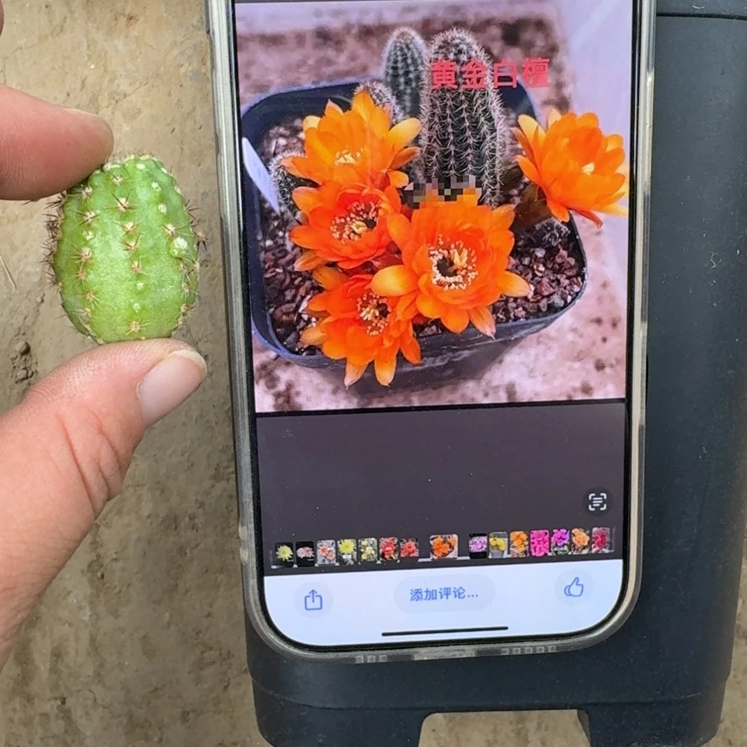 310白檀黄金3个无根侧牙小，20包邮