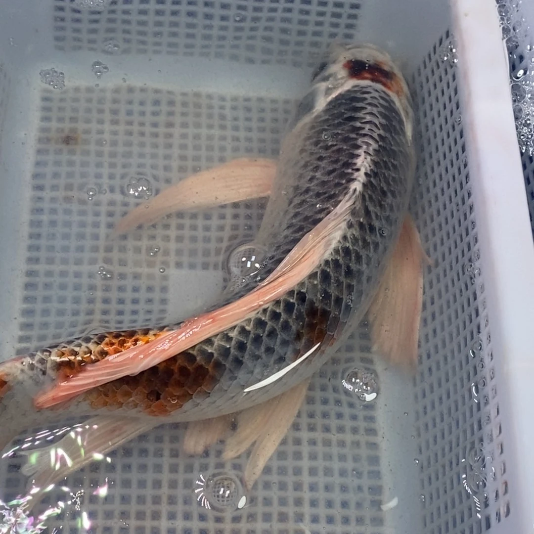 锦鲤锦鲤（无开箱视频不售后）