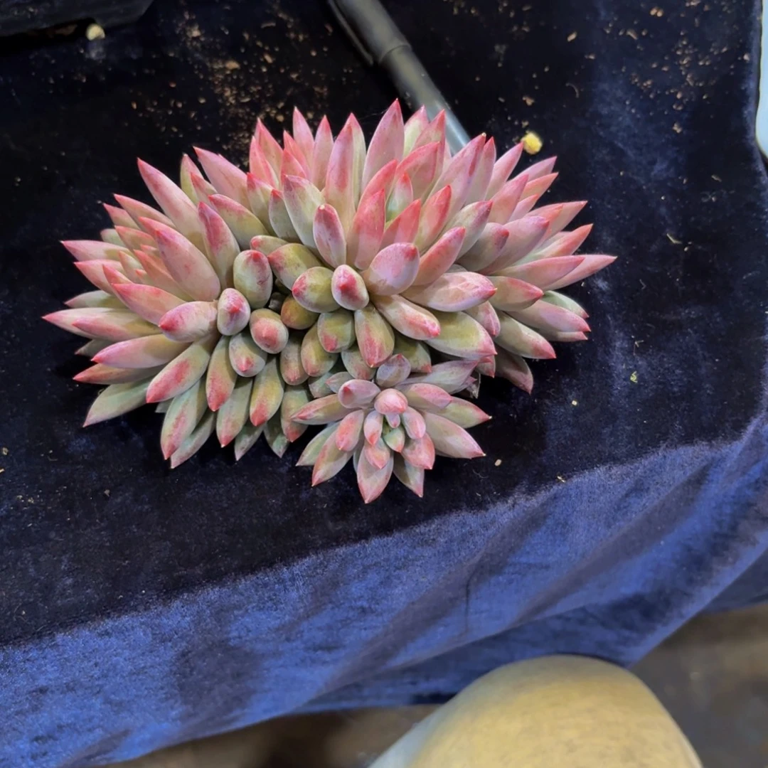 祝***好羽毛纹虞美人多肉美美哒