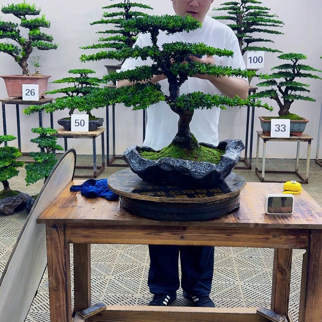 无花朵珍珠红芽罗汉松造型盆景