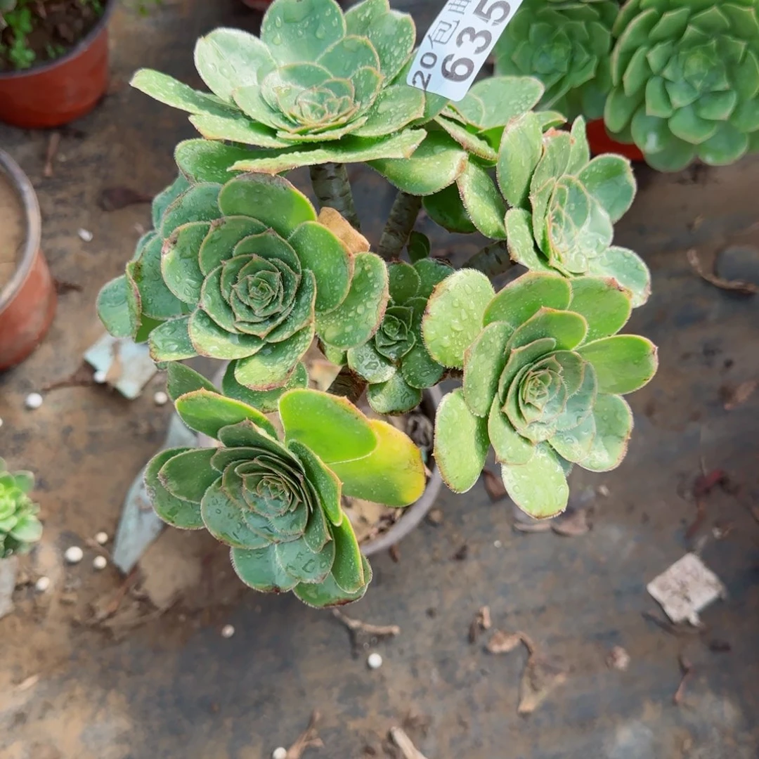 艳姿635满20包邮断枝不包