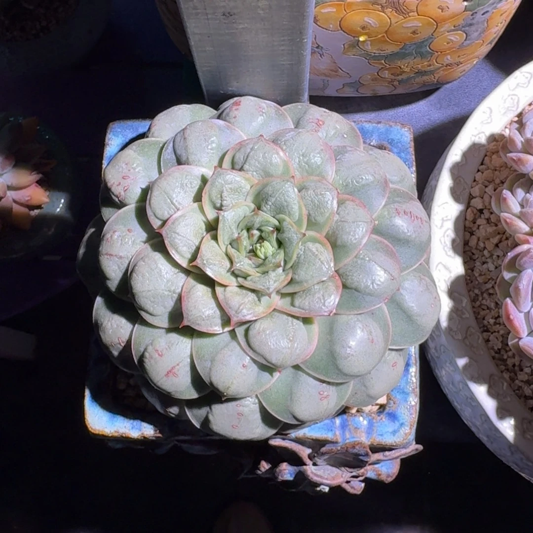雨滴杂 单头 一物一拍