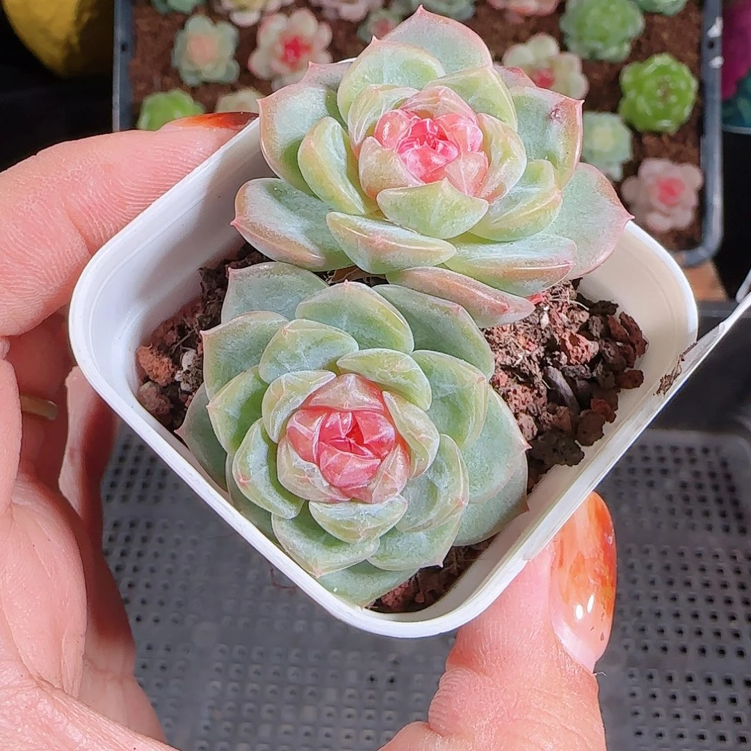 1023--197舒月一物一拍