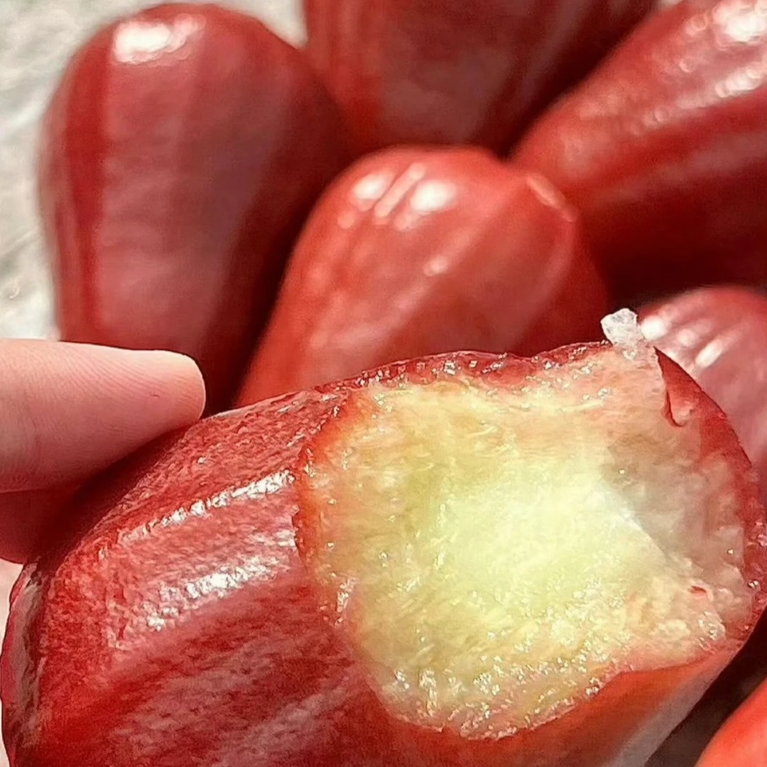 黑金刚莲雾净重2.8斤黑金刚莲雾海南省