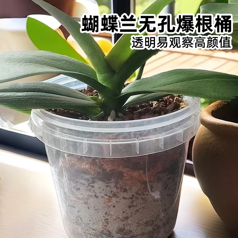 【云姐的小花园】 蝴蝶兰种植桶专用桶透明控根生根盆手提花卉花盆