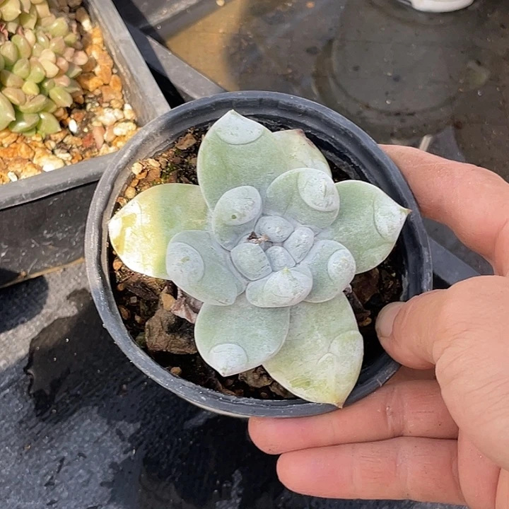 旺***子小鹿多肉一物一拍