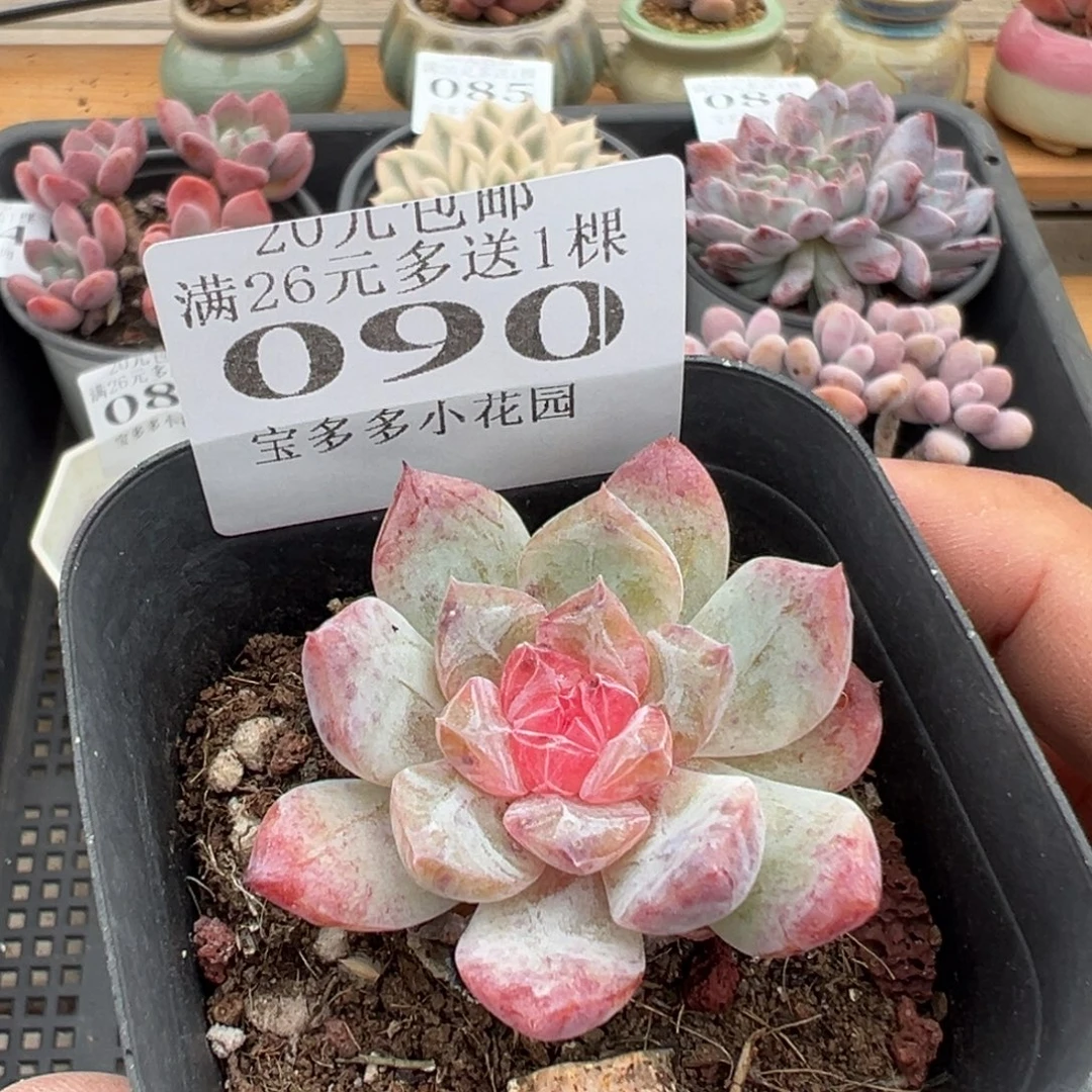 冰魄一物一拍多肉满20元包邮