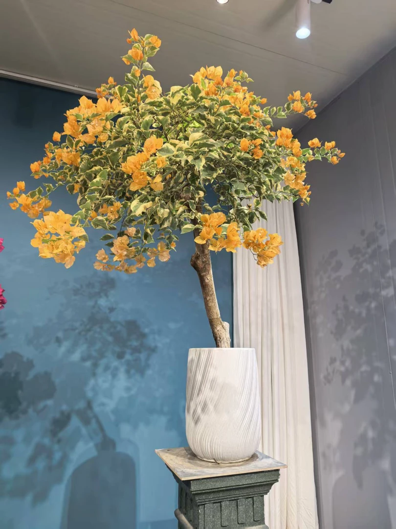 【艺景园花花公子】黎明三角洲三角梅勤花品种老桩好养盆景室内室外
