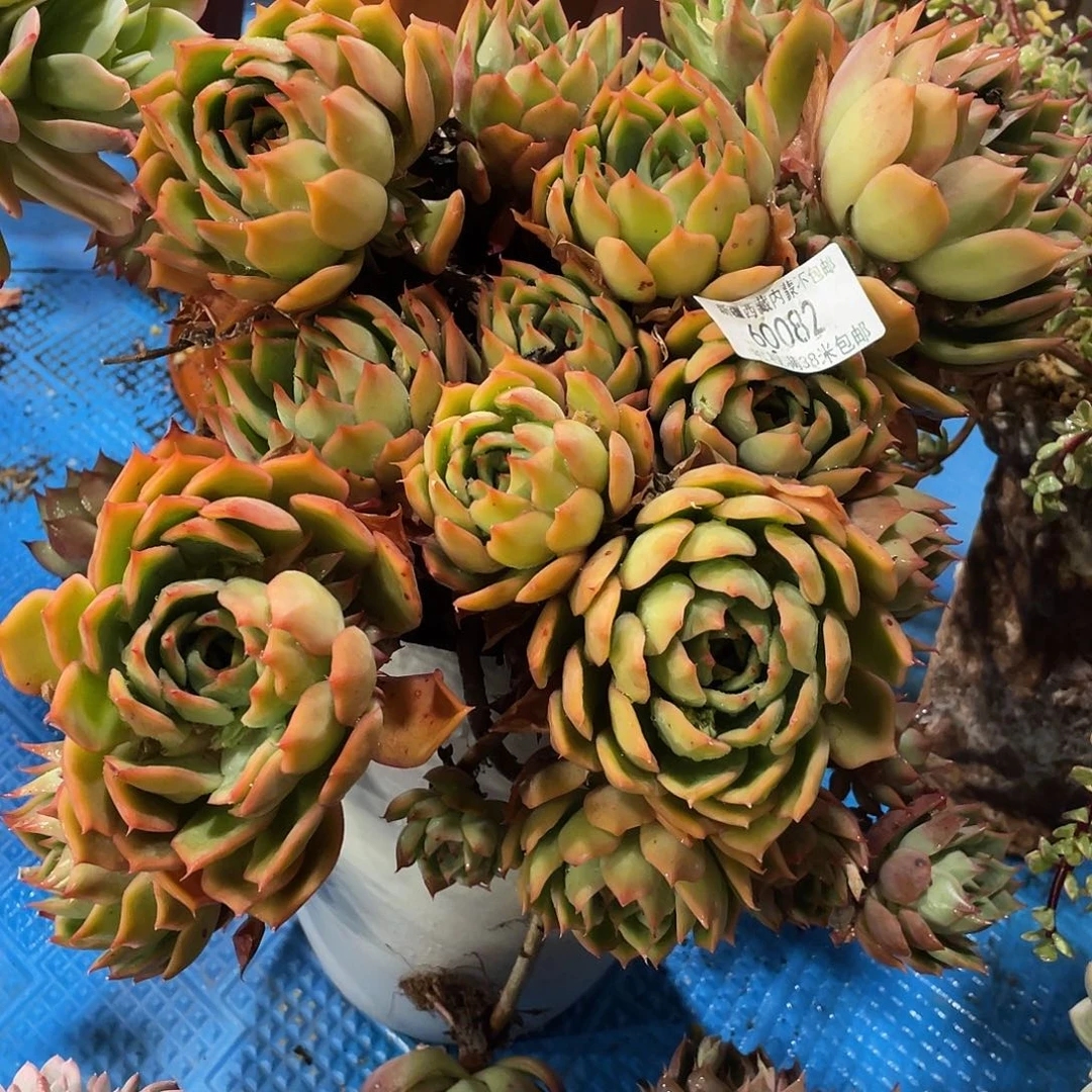 简****h宝莲灯60082多肉